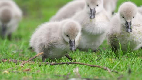 Cute-fluffy-baby-swan-ducks-feed-on-green-grass-in-urban-park