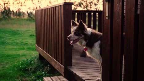 Algunos-Primeros-Planos-Asombrosos-De-Un-Hermoso-Perro-A-La-Luz-Del-Atardecer