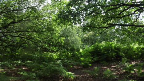 dolly shot starting inside a forest then moving forward into a open area, moving through branches