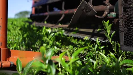 Un-Tractor-Cosechando-Hojas-De-Té-Verde-En-Un-Campo-Argentino.