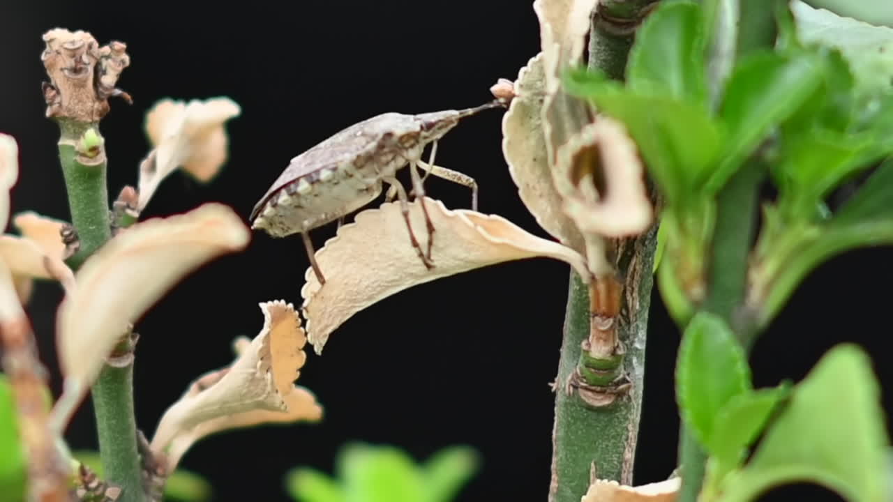Brown marmorated stink bug walking on a green plant on a black background