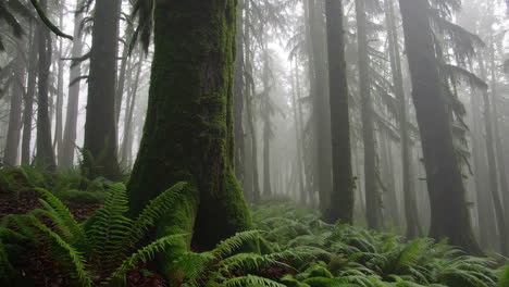 misty rainforest forest scene