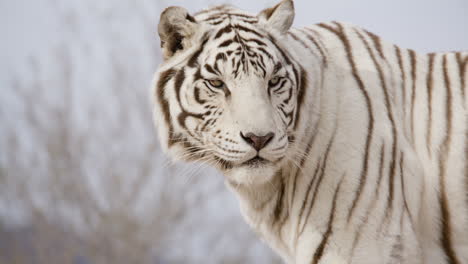 Tigre-Blanco-Lamiendo-Labios-Cámara-Lenta