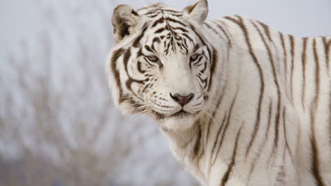 white tiger licking lips slow motion
