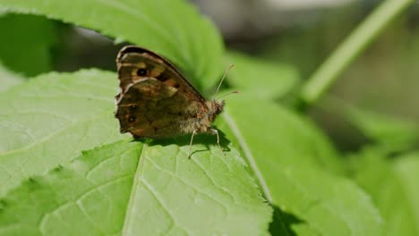 Im-Sommer-Sitzt-Ein-Gesprenkelter-Waldschmetterling-In-Einem-Großen-Grünen-Blatt