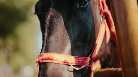 close-up of horse with sunlight reflections, equine beauty and determination.