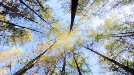 looking up to blue sky in conifer forest during beautiful autumn day