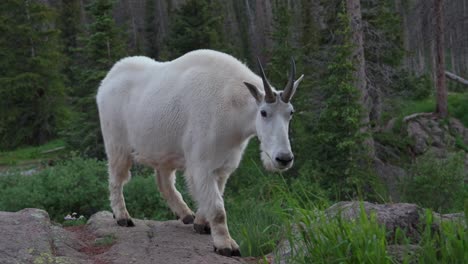 Bergziegen-Tierwelt-Natur-Tier-Säugetier-Camping-Campingplatz-Colorado-Chicago-Becken-Zwillingsseen-Needle-Creek-Trail-Silverton-Colorado-Rocky-Mountains-Rucksackreisen-Wandern-Wiesen-Wälder-Pfanne-Rechts