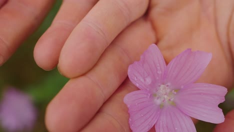 closeup of palm hands holding malva alcea pink flower, static, day