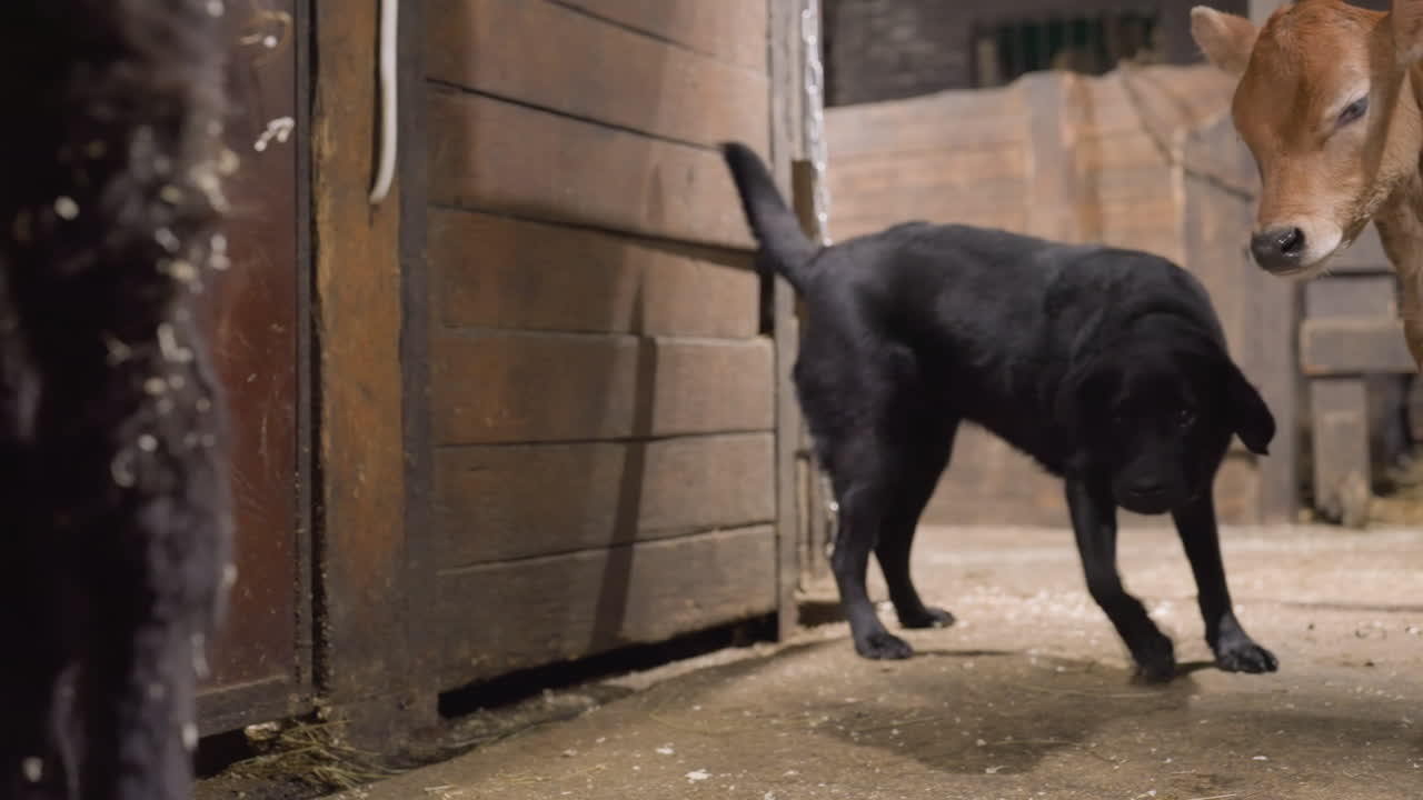 Barn stall dog calf meeting curiosity, shaggy white dog and black dog sniffing newborn calf, wooden stalls and straw floor, closeup nose contact, hesitant calf exploring, protective posture, rural
