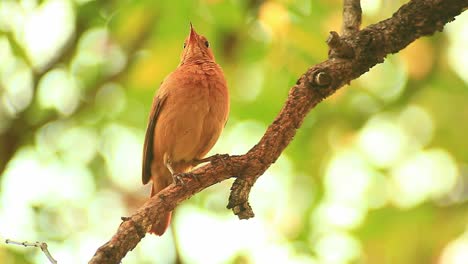 Pájaro-Hornero-Rufo-Posado-En-La-Rama-De-Un-árbol,-Observando-Sus-Alrededores-De-Bosque-Salvaje