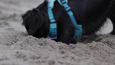 Various-slow-motion-and-regular-speed-shots-of-a-small,-black,-mixed-breed-dog-wearing-a-light-blue-harness-and-playing-on-a-sandy-beach-on-a-nice-winter-day-in-Vancouver,-British-Columbia,-Canada