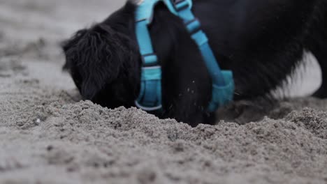 various slow motion and regular speed shots of a small, black, mixed-breed dog wearing a light blue harness and playing on a sandy beach on a nice winter day in vancouver, british columbia, canada