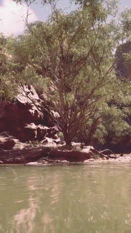 scenic river and tree landscape