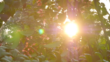 bengalas de sol a través de las ramas de los árboles de la selva tropical de sumatra, flores rosas, cámara lenta