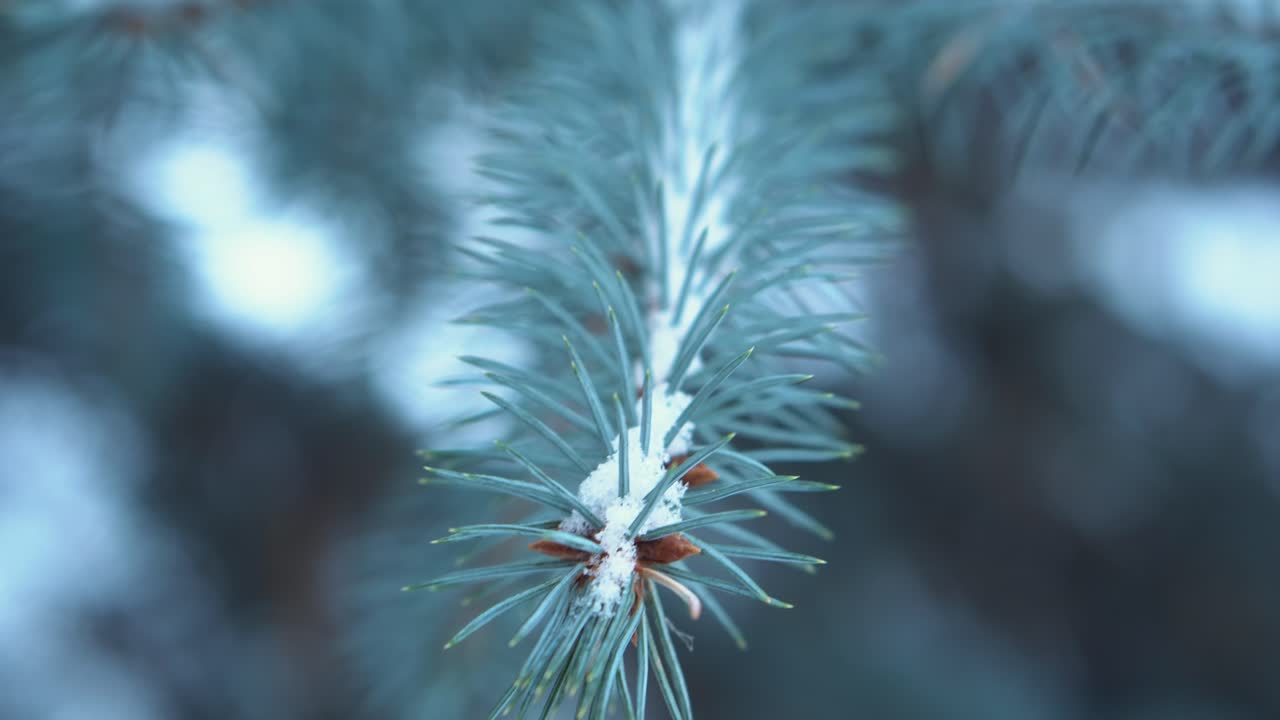 ramas de abeto azul nevado