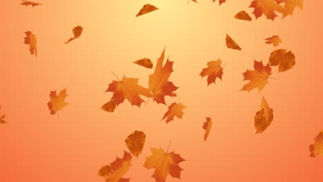 hojas de hoja de arce de otoño cayendo en la animación de bucle del canal alfa.