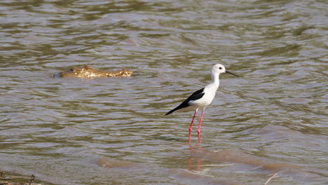 black-winged stilt and nile crocodile in african river