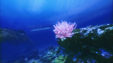 vibrant coral blooms in a serene underwater landscape