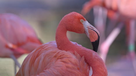 Rosa-Flamingos-Aus-Nächster-Nähe