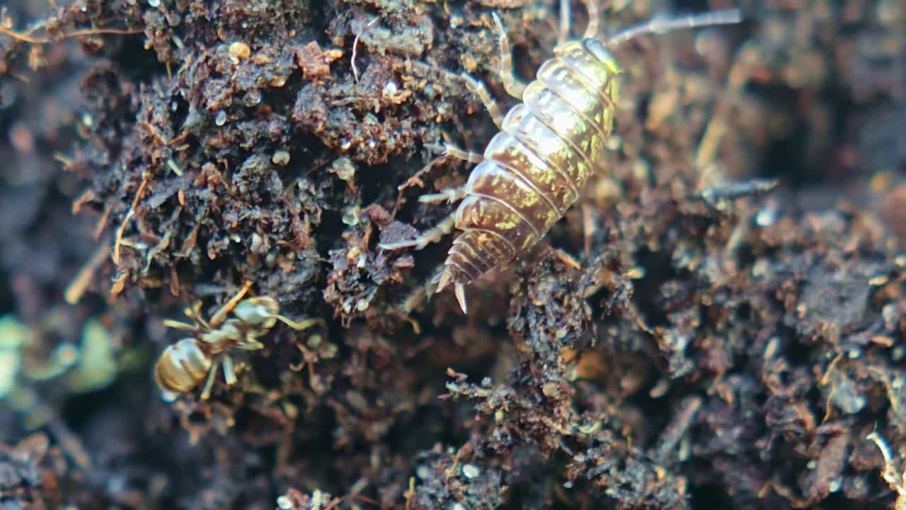 Macro of woodlouse crawling in soil while ant follows closely behind