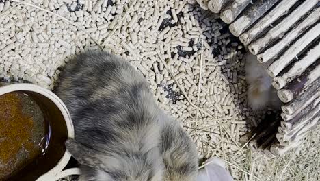 baby rabbits in a pet enclosure