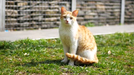 orange and white cat sitting in grass