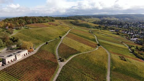 vinyard in the south of germany