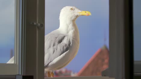 Gull-on-windowsill,-blue-sky-and-bright-sunlight,-open-window,-medium-shot