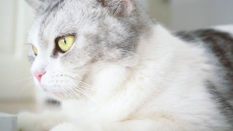 귀여운 고양이, 고양이 청소