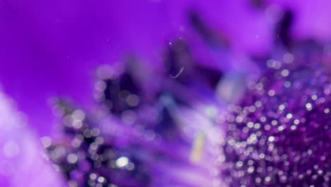 close-up of a purple anemone flower