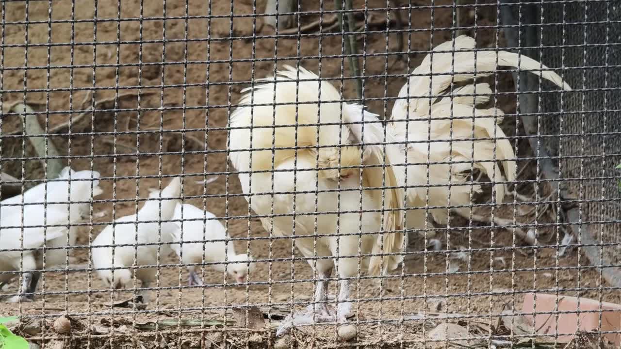 오리 가 동굴 에 혀 있다