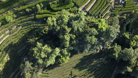 4K-Flight-over-Tea-Fields-near-Hangzhou,-China