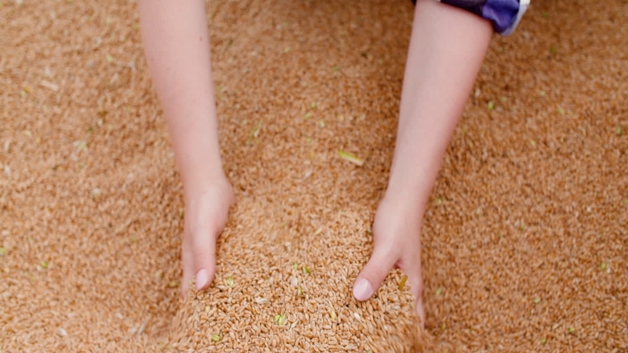 밀알을 조사하는 젊은 여성 농부 3