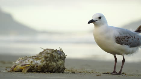 primer plano de una gaviota comiendo de los restos de un animal en una playa solitaria
