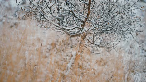 Leichter-Erster-Schnee-Fällt-Langsam-Auf-Die-Bäume,-Büsche-Und-Das-Verwelkte-Gras