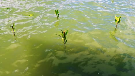 red mangrove seedlings