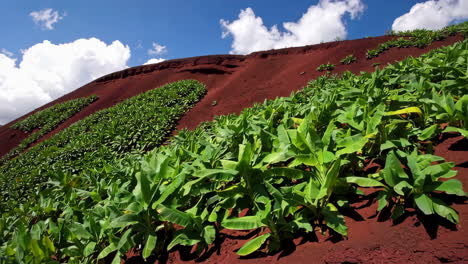 banana plantation on a red volcanic slope