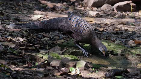 drinking water while the camera zooms in to reveal this lovely male grey peacock-pheasant polyplectron bicalcaratum, thailand