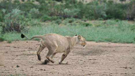 a teenage cub lion chases and catches it's mother and play fights in the kalahari