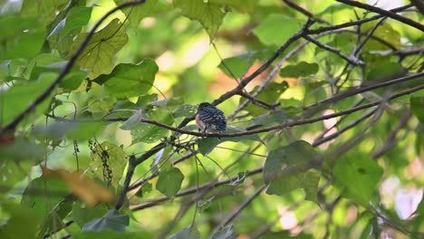 Tief-Im-Laub-Sieht-Man-Den-Gebänderten-Eisvogel-Lacedo-Pulchella,-Der-Sich-Umschaut-Und-Zwitschert