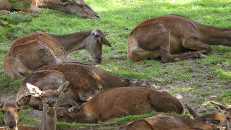 Toma-En-Cámara-Lenta-De-Ciervos-Marrones-Descansando-En-Pastos-En-El-Desierto,-De-Cerca