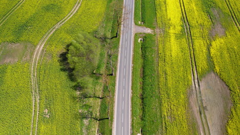 Vista-Aérea-De-Pájaro-Sobre-Una-Carretera-Vacía-Entre-Campos-De-Colza