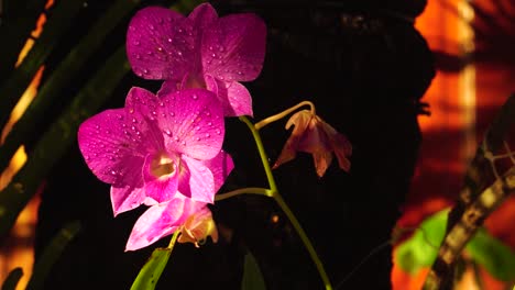 flores exóticas de orquídeas magenta con gotas de agua en los pétalos en un jardín tropical