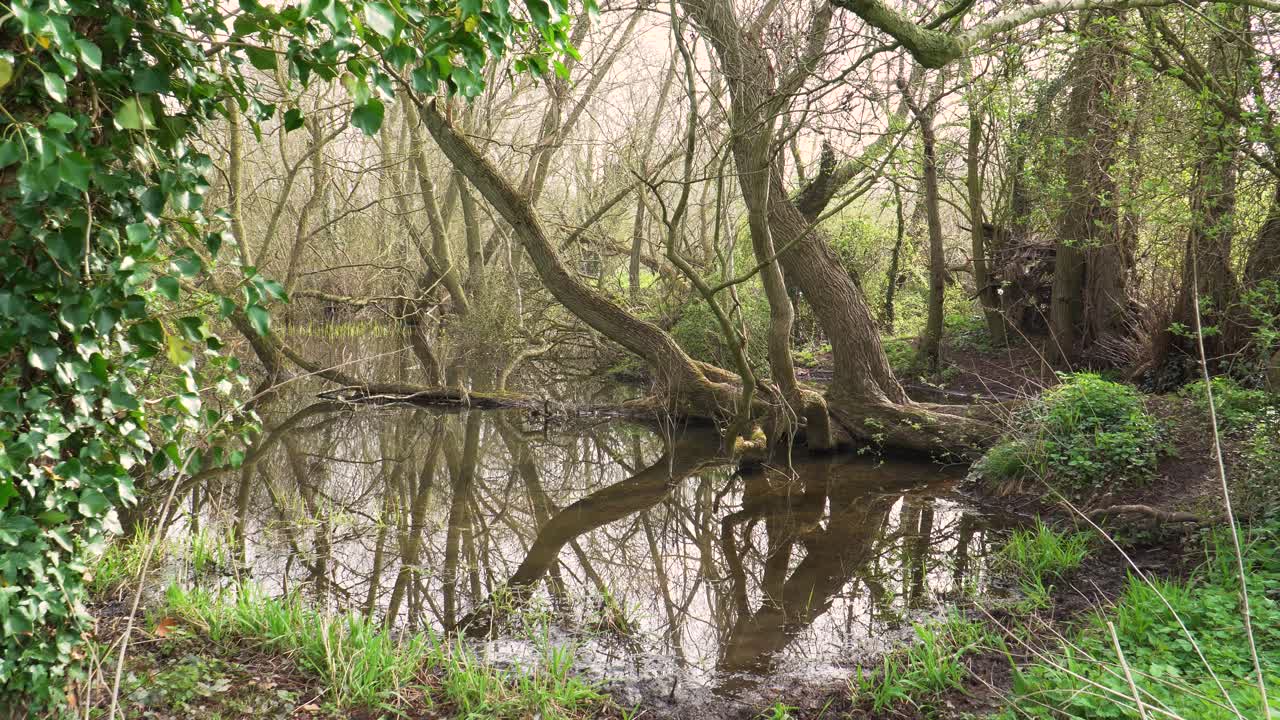4K old willow tree trunks inside a small lake, reflections of the trunks in the water