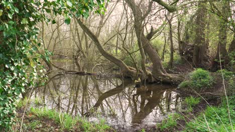 4K-old-willow-tree-trunks-inside-a-small-lake,-reflections-of-the-trunks-in-the-water