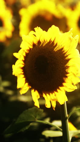 close-up of a sunflower in a field