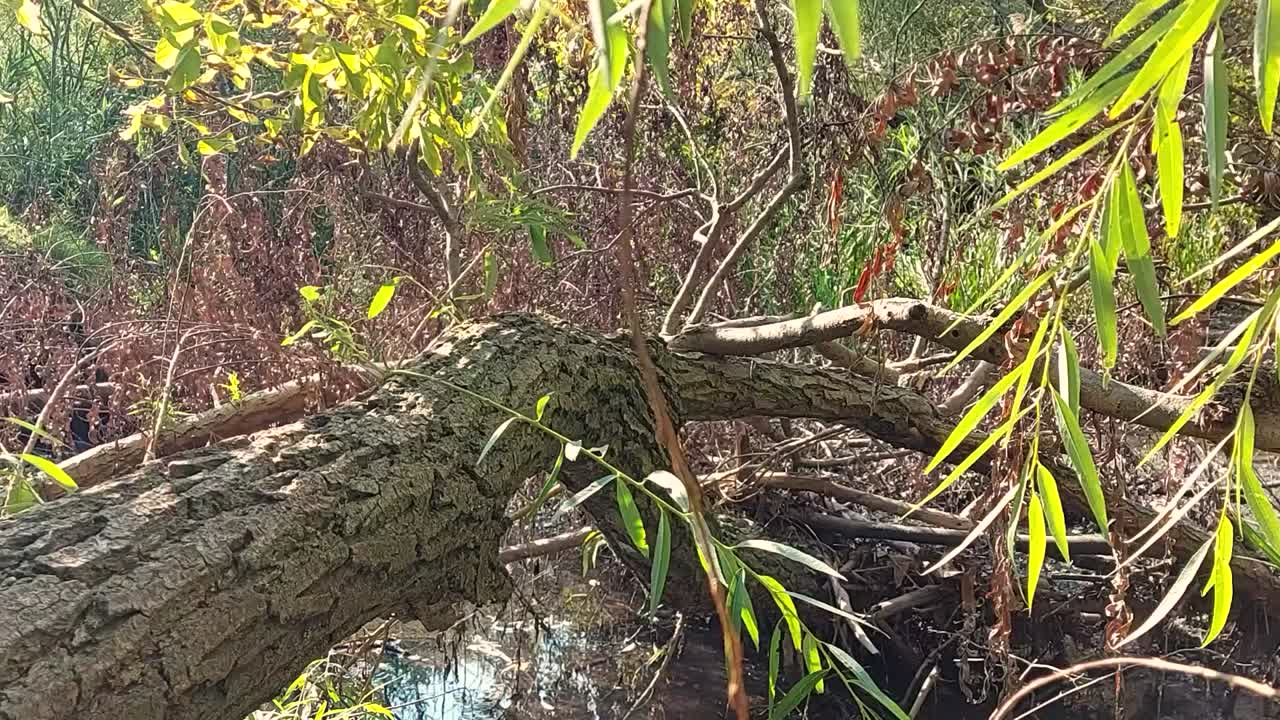 햇빛은 습지의 쓰러진 나무를 비춘다