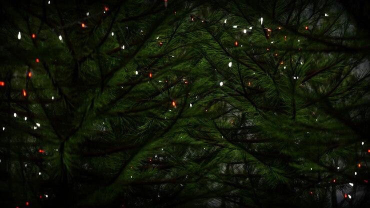 Christmas Lights on a Pine Tree