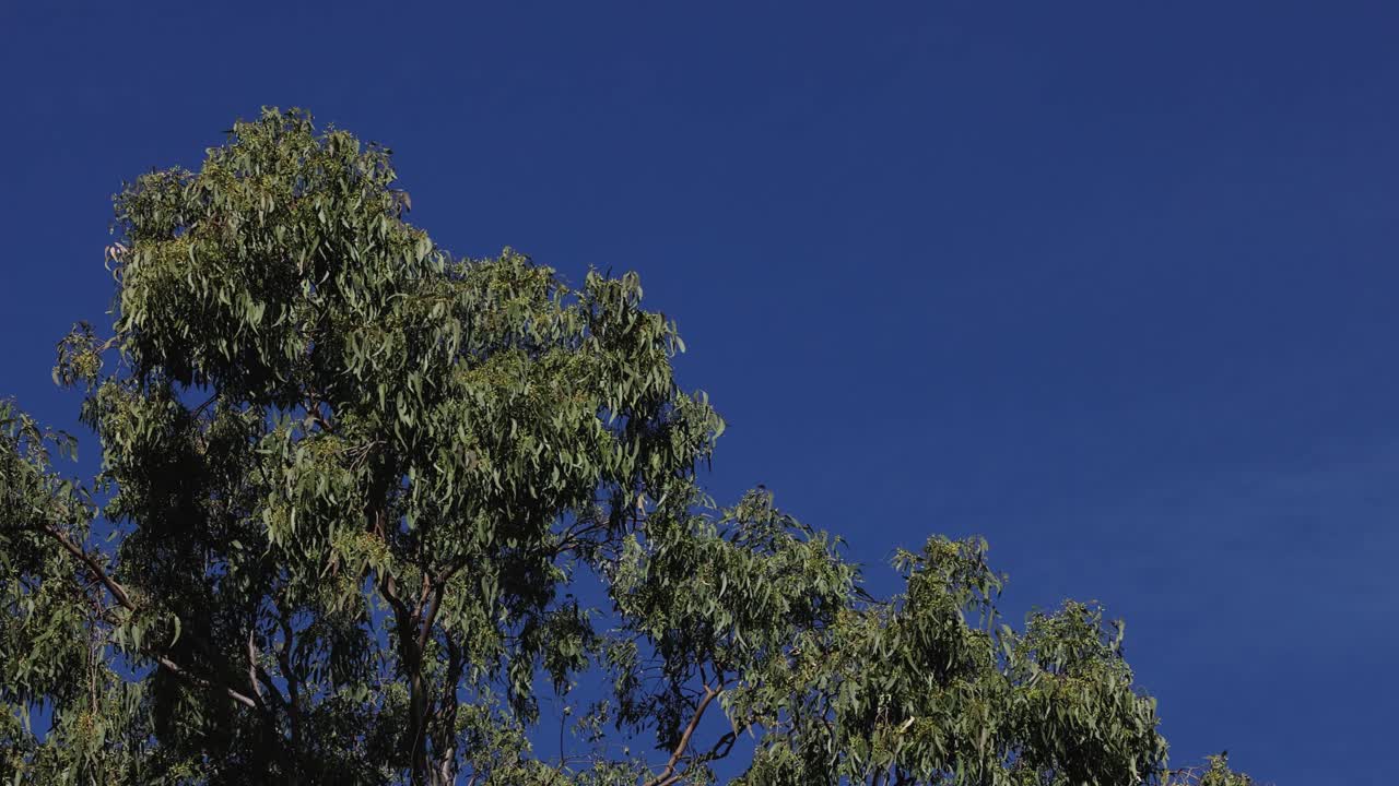 나무 가지들이 은 파란 하늘 아래 흔들리고